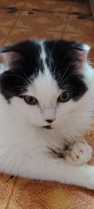 Вислоухая белая кошечка