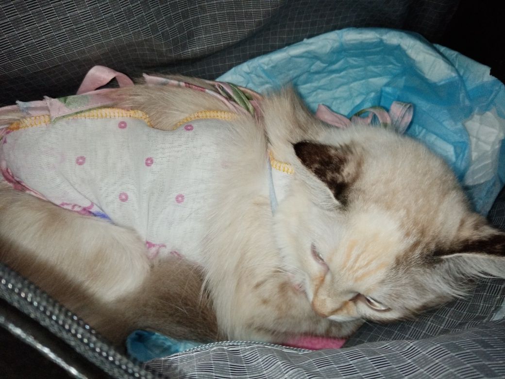 Срочно ищет дом стерильная кошка 7 месяцев