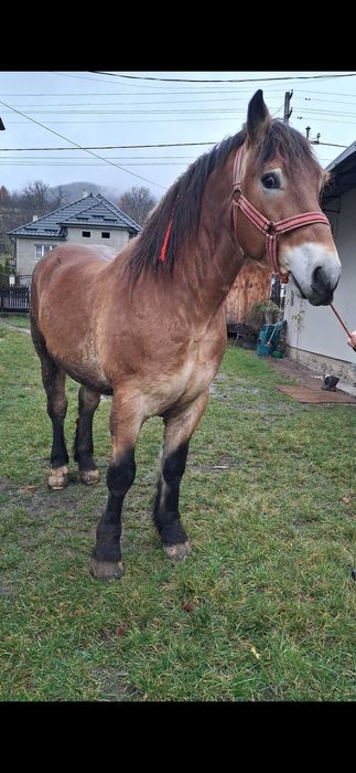 De vanzare cal 5 ani