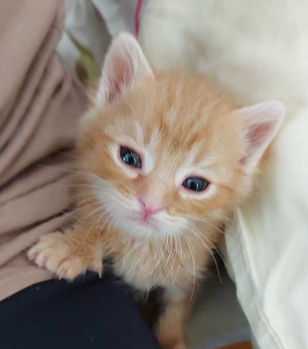 Котенце за осиновяване