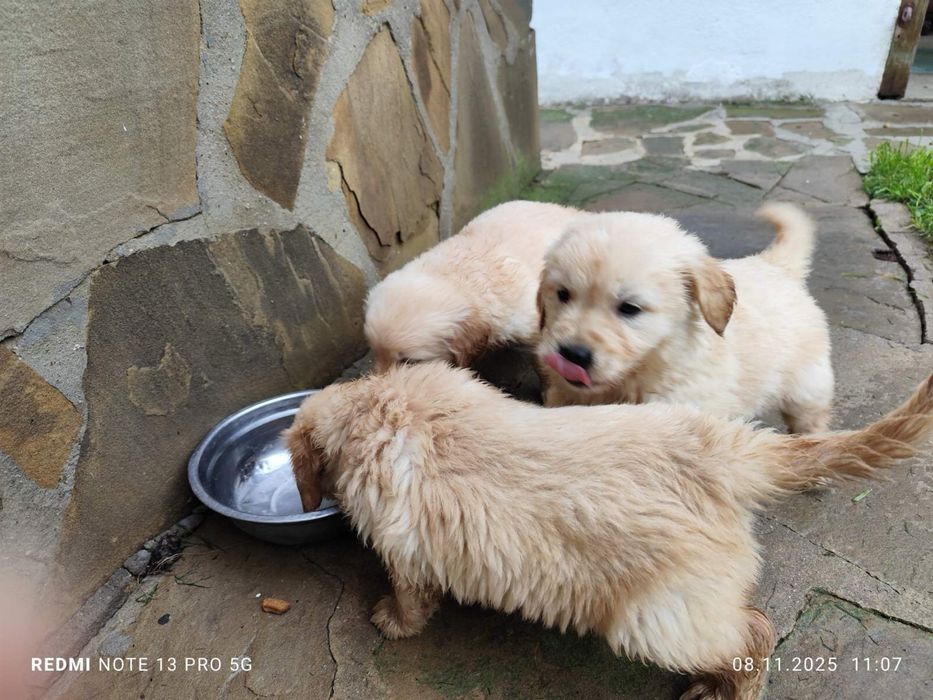 Голдън Ретривър..