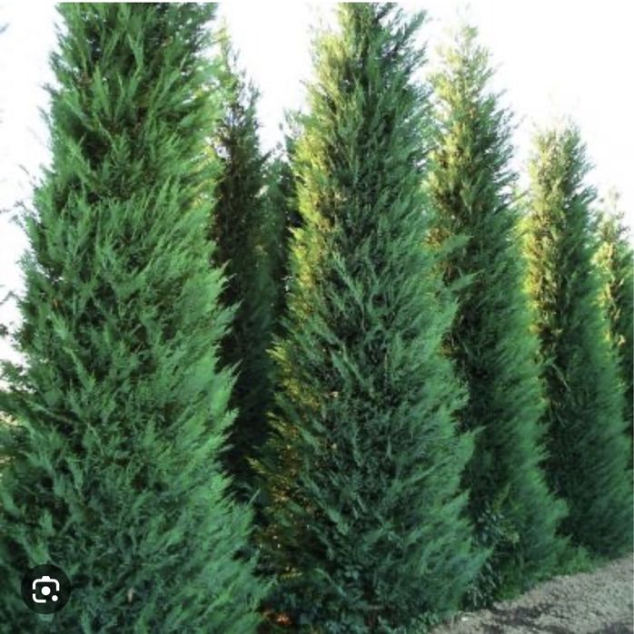 Vindem Leylandii transport gratuit