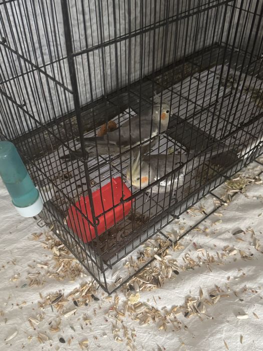 Karela sotila yosh sog’lom