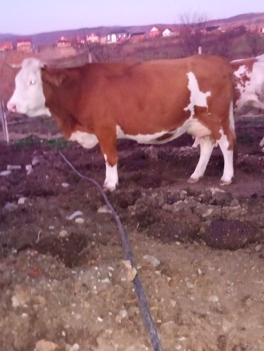 De vânzare 5 vaci Bălțate Românești