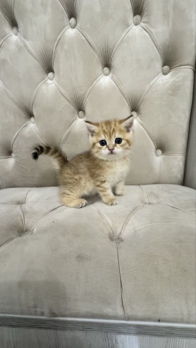 Продаётся чистокровный котята золотая шиншилла