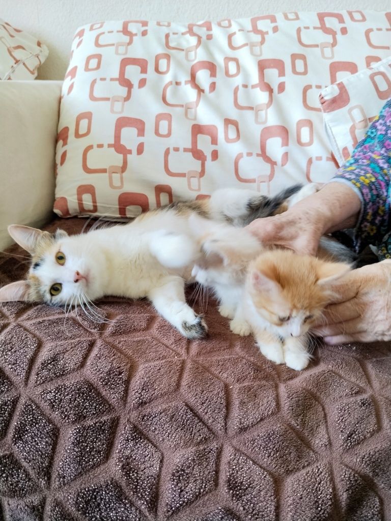 Бесплатно тегин котята и кошка