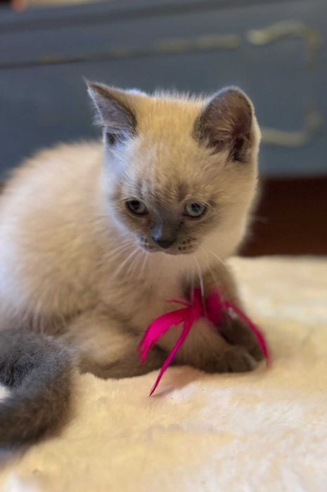 Британско коте момче