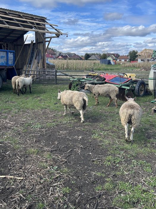 Vand oaie si berbecut texel