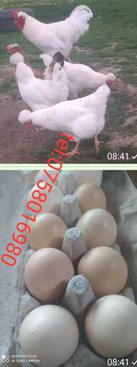 Ouă penru incubator