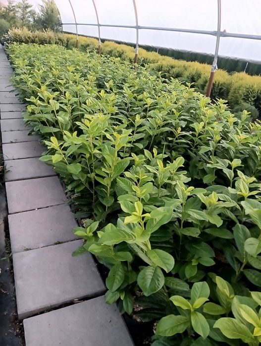 Laur Englezesc Naovita, Prunus Laurocerasus