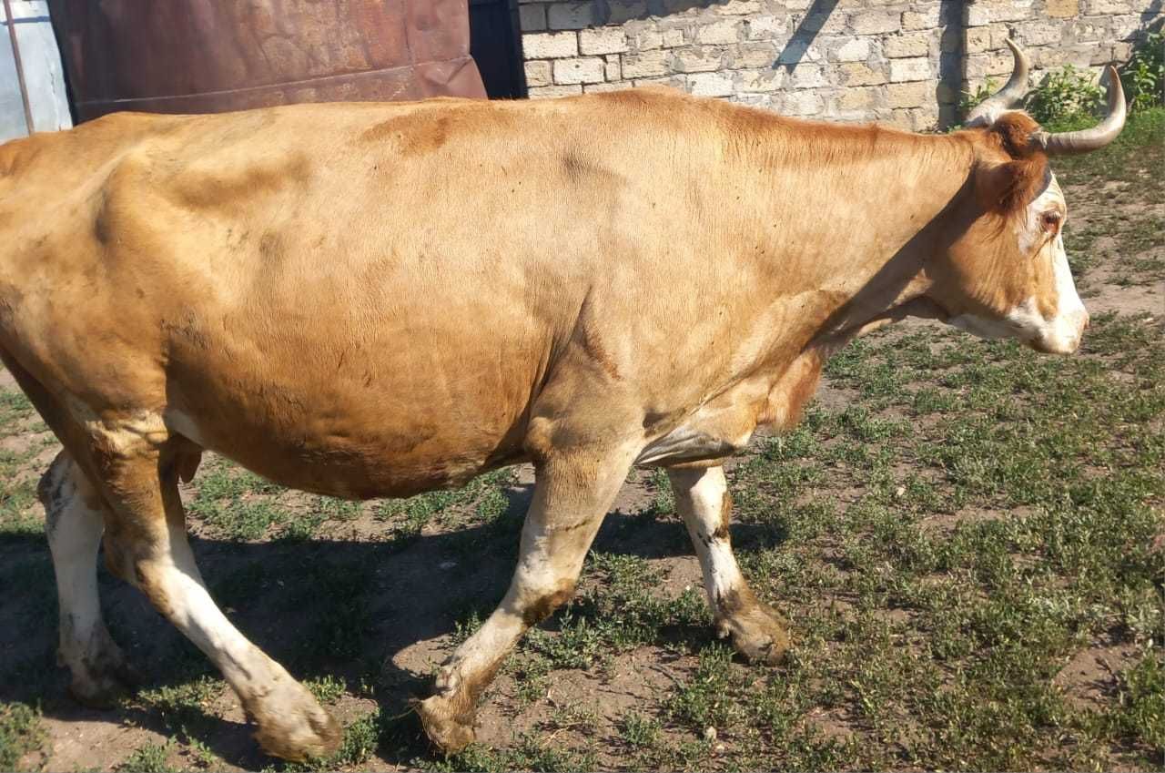 Продам стельную корову