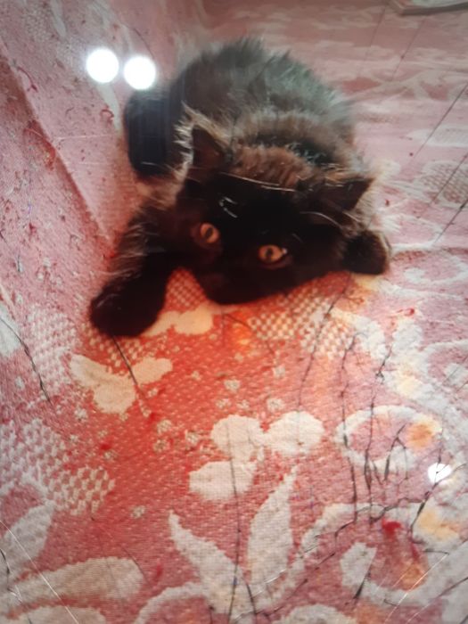 Котята  в добрые руки!