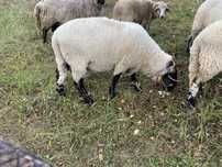 Berbec de vanzare