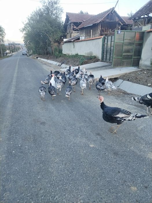 Vand curci si curcani