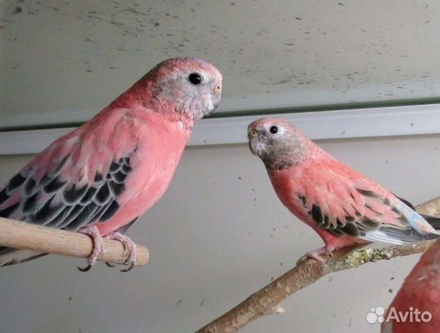 Продам  пару розовобрюхих попугаев.