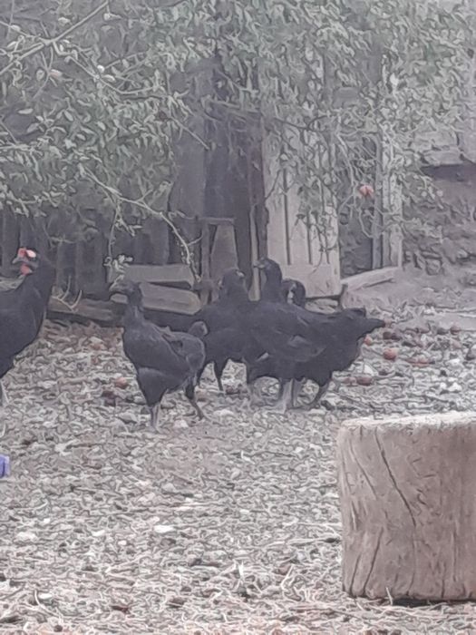 Qora shahzoda tovuq