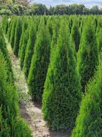 Thuja occidentalis smaragd ( tuia smarald ) gard viu vesnic verde