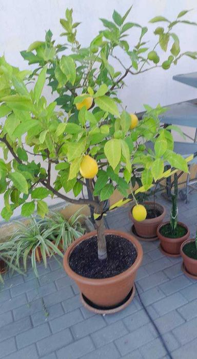 Vind LAMAI  ALTOIT  cu fructe tot anul .