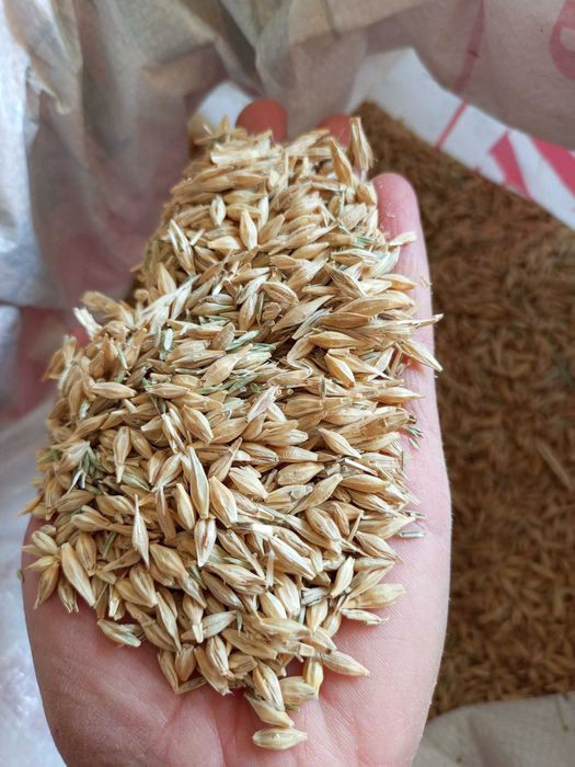 Arpa sotiladi. 4000 dan. Mestniy. 1  tonna.