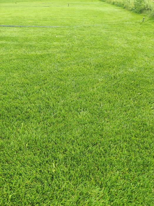 Tayyor gazon chim sifatli