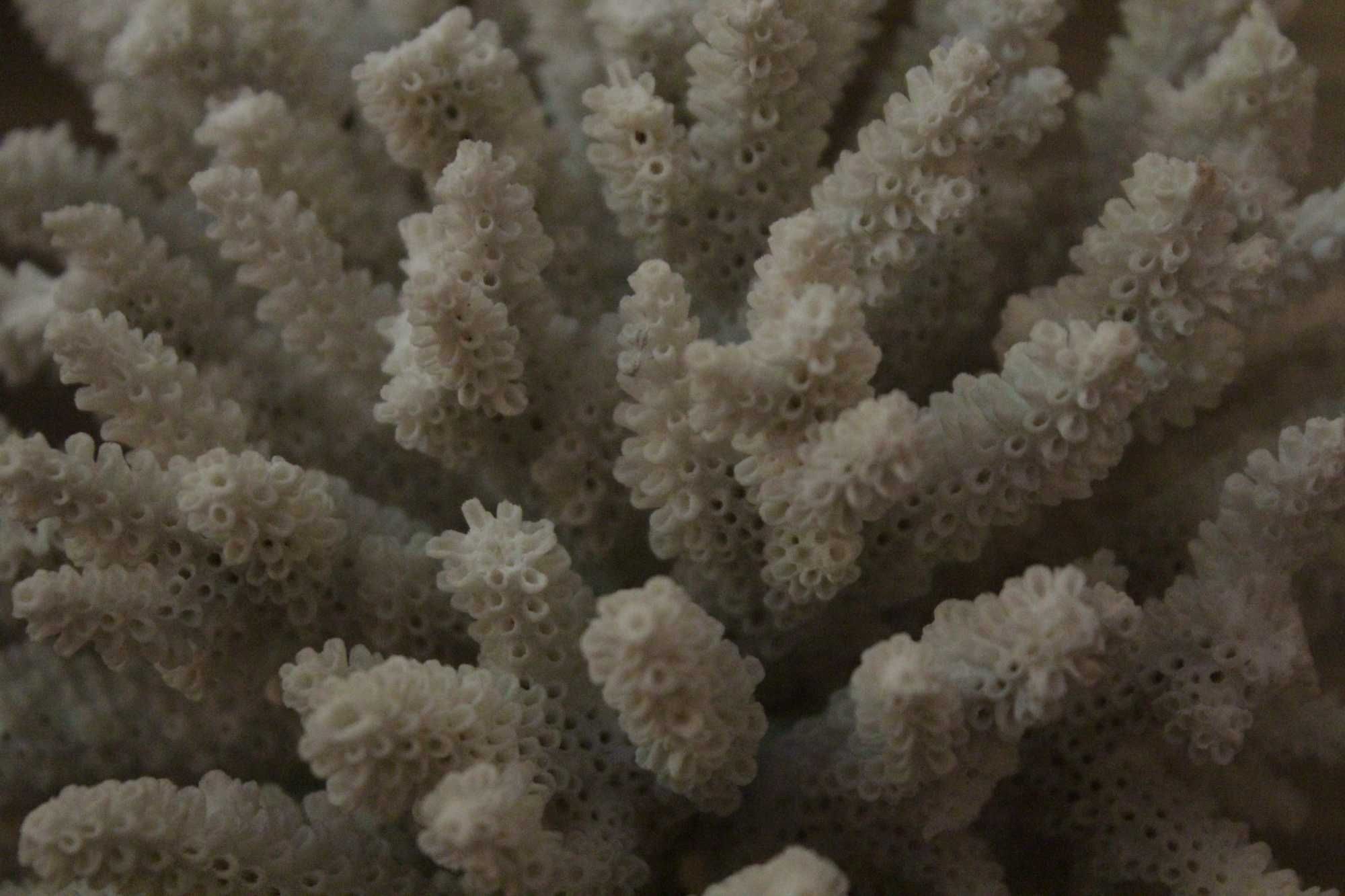 Коралл морской натуральный, форма аккуратная