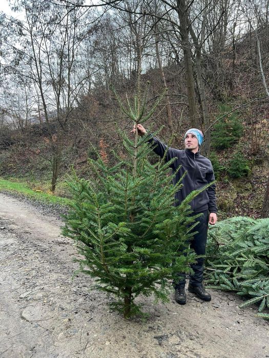 Brazi de craciun din plantatie speciala