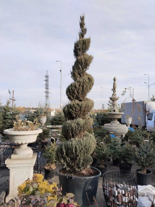 Продажа посадка растений уральск