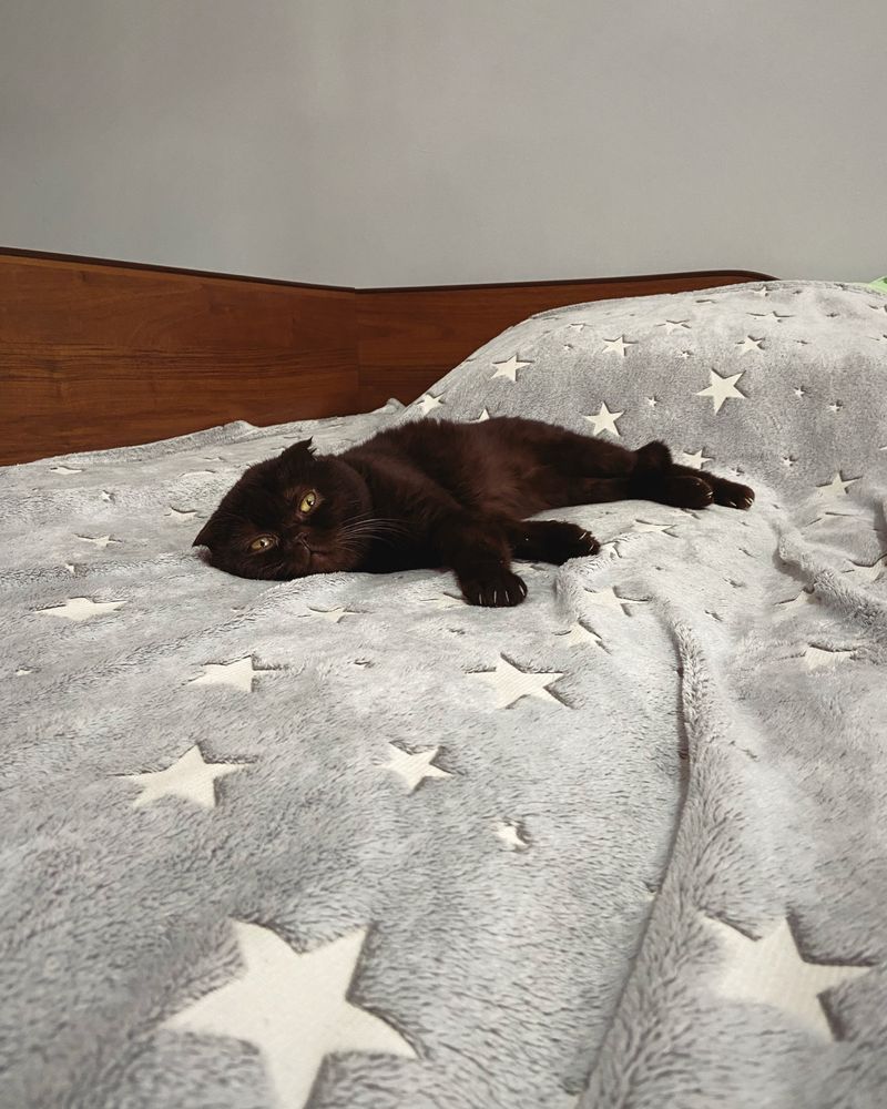 Шотладский вислоухий кот