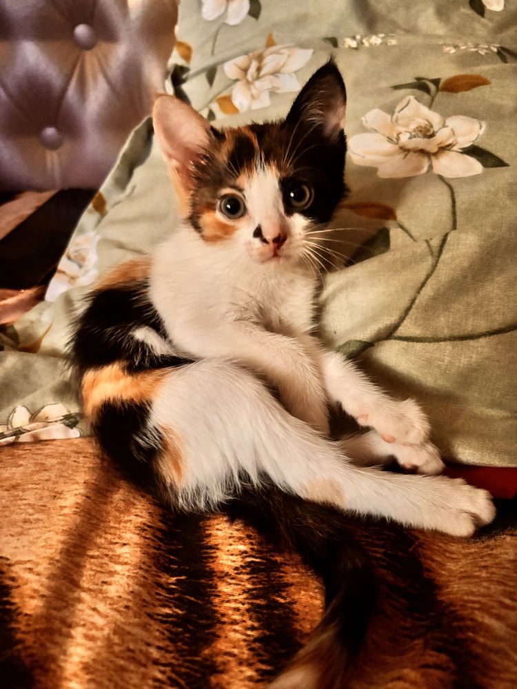 Продам котенка девочка
