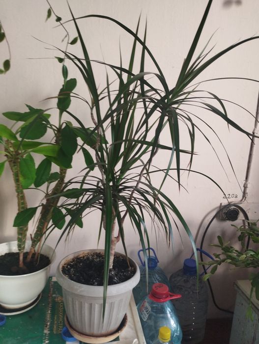 Продам драцена комнатное растение