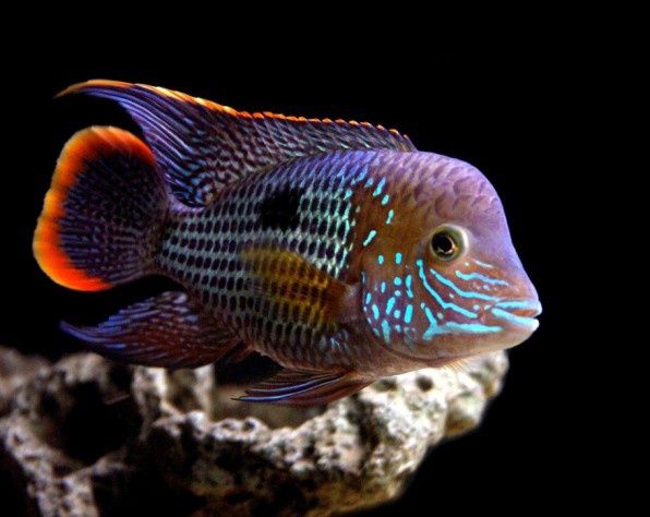 Акара бирюзовая.