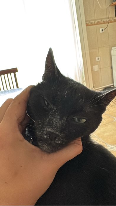 Donez motan/pisica transilvaneana rasa transylvanian cat