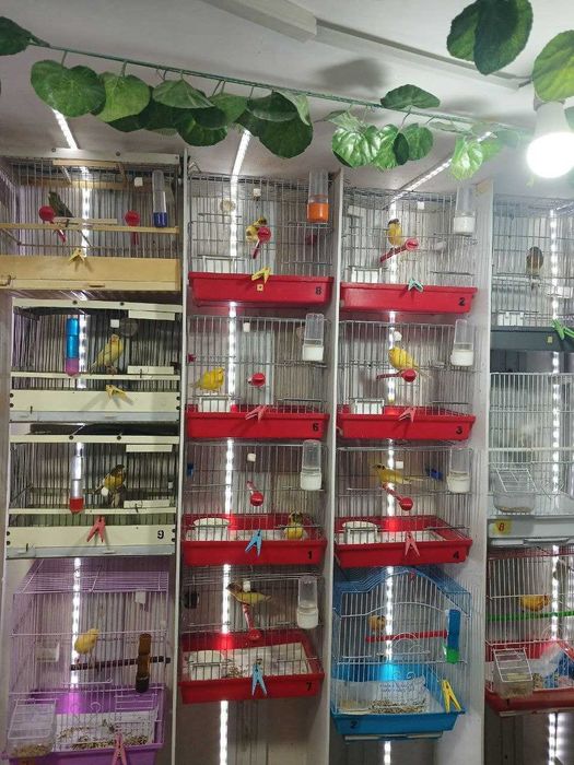 Турли ёшдаги сайроқи канарейкалар / Канарейки овсяночного напева