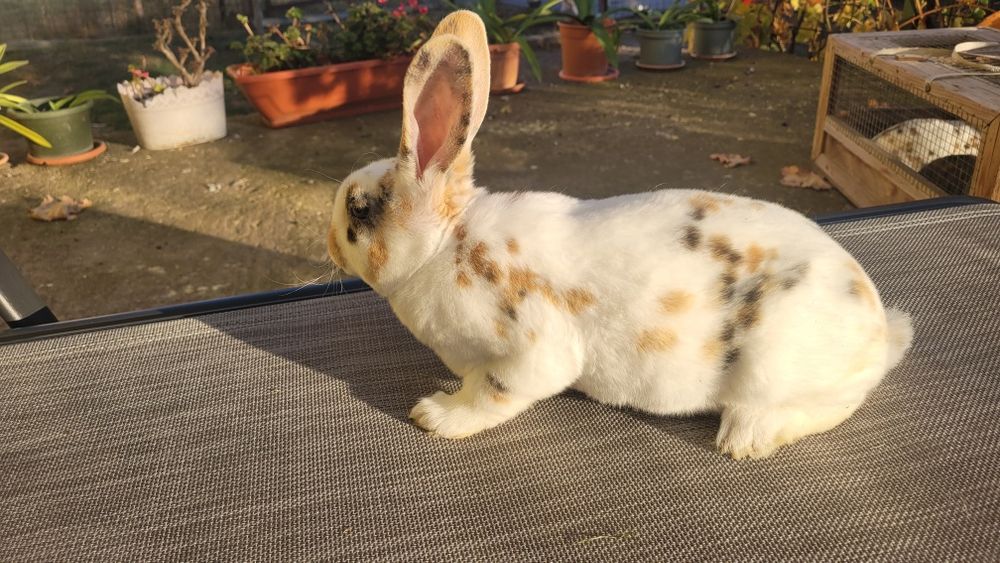 Vând iepurasi rex și cap de leu