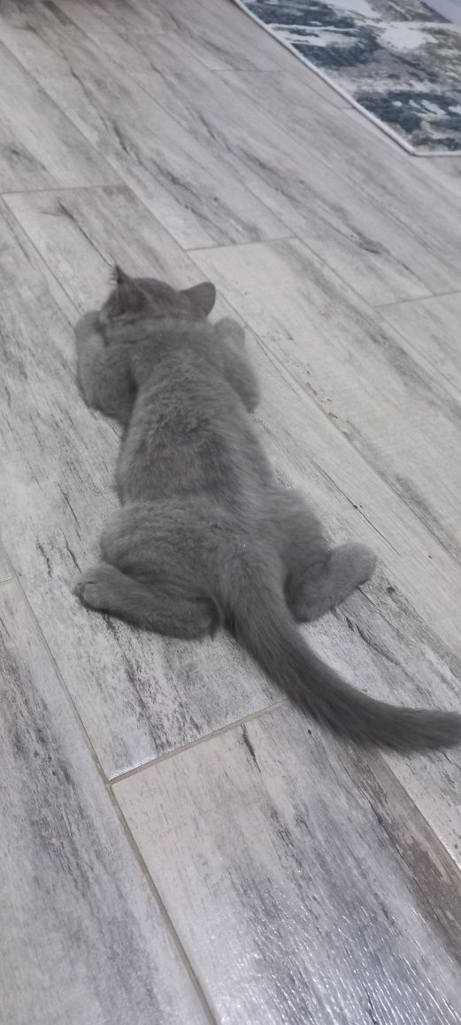 Scottish fold mushugi