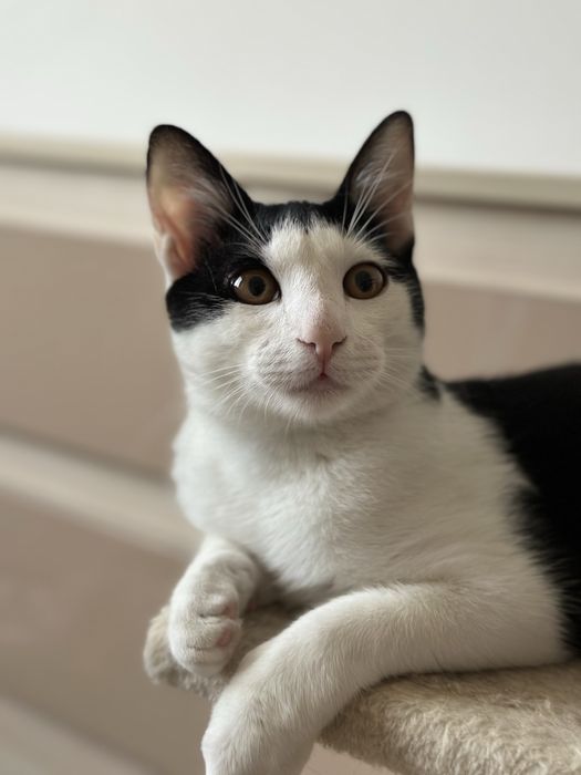 Simpaticul isi cauta o familie