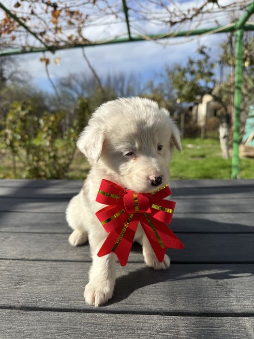 Кученца си търсят дом