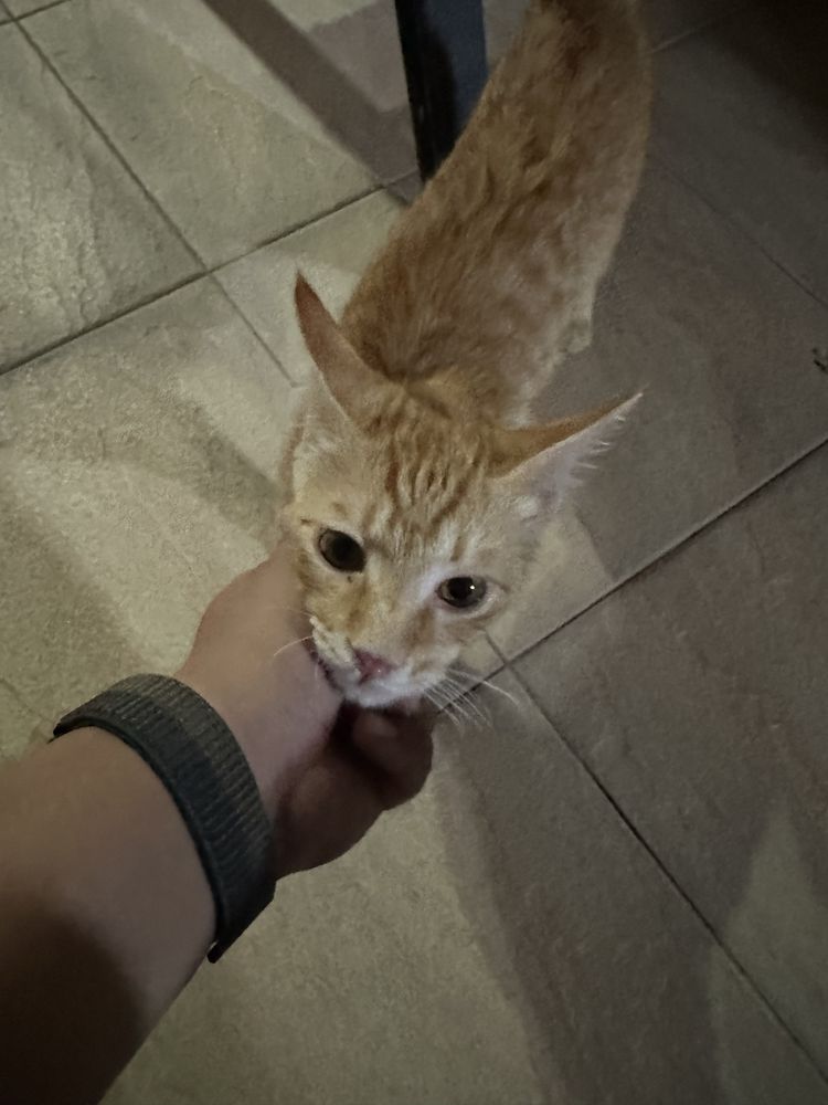 Коша малчик котенок отдадим в хорошие руки