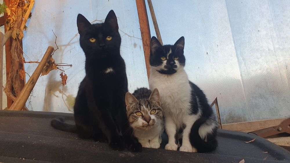 Donez pisici, pisicute