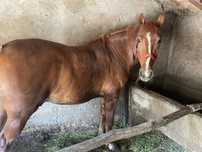 Vand cal castrat