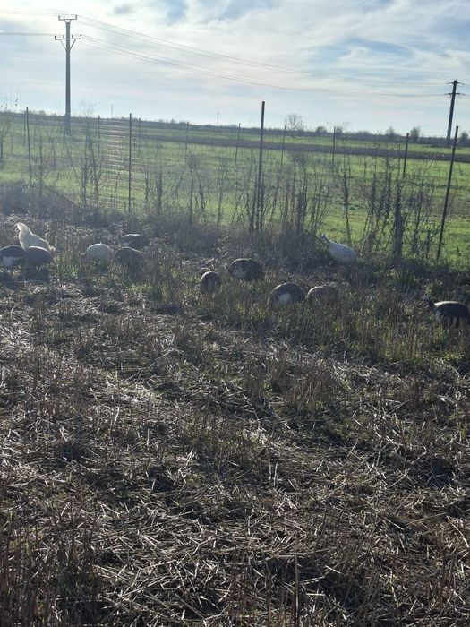 Vand sau schimb bibilici