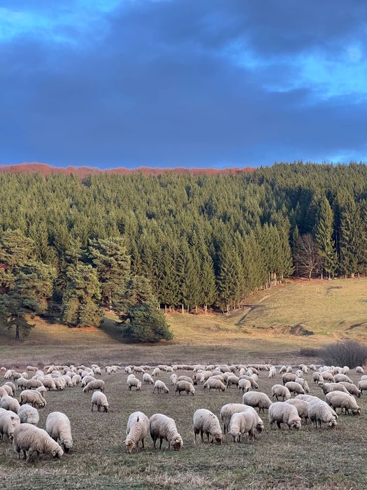Oi de vânzare - rasa țigaie ruginie