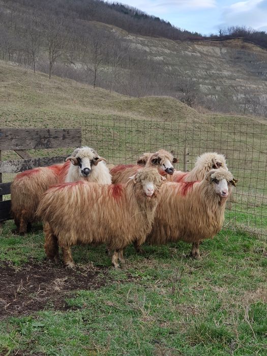 Vând oi 6 și un berbec