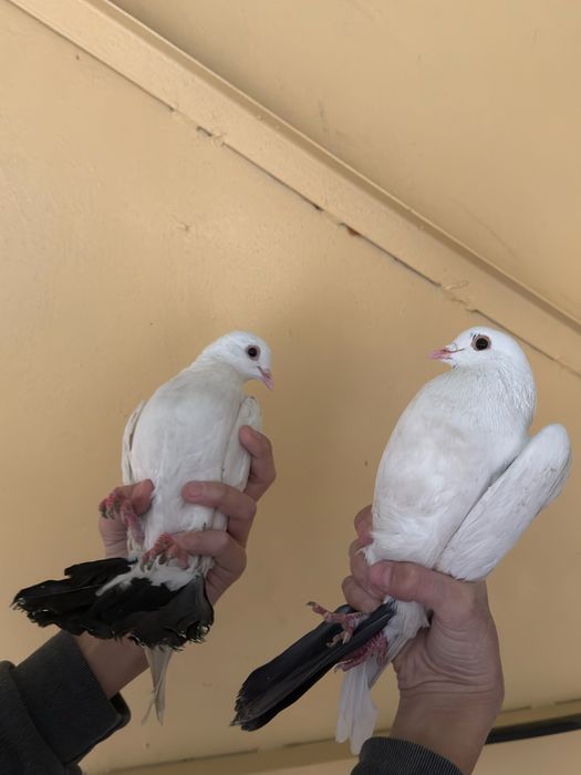 Kabutar faqat para / parasi 250 ming