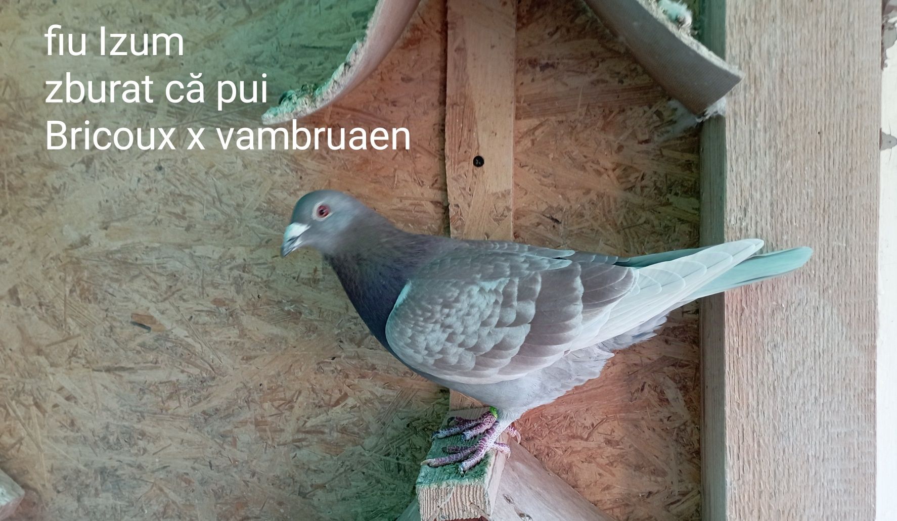 Porumbei maraton polonia