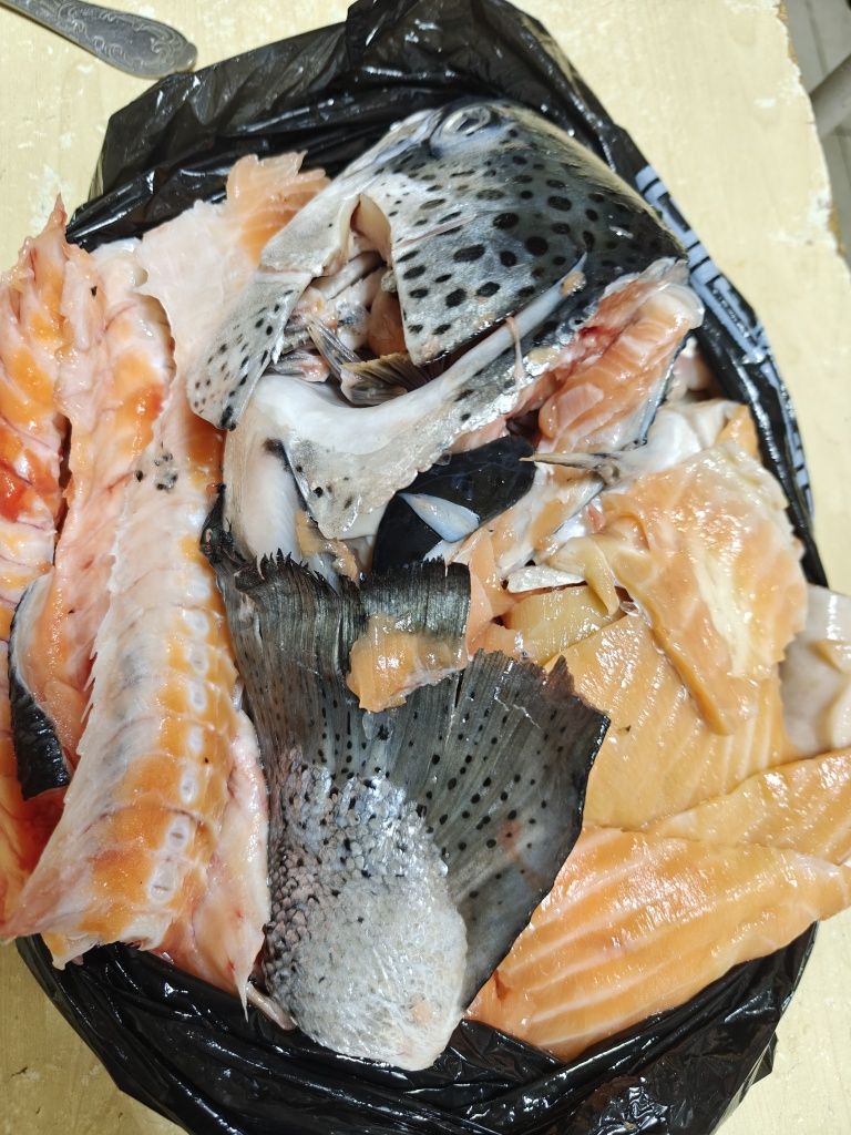 Голова СЕМГА и кости