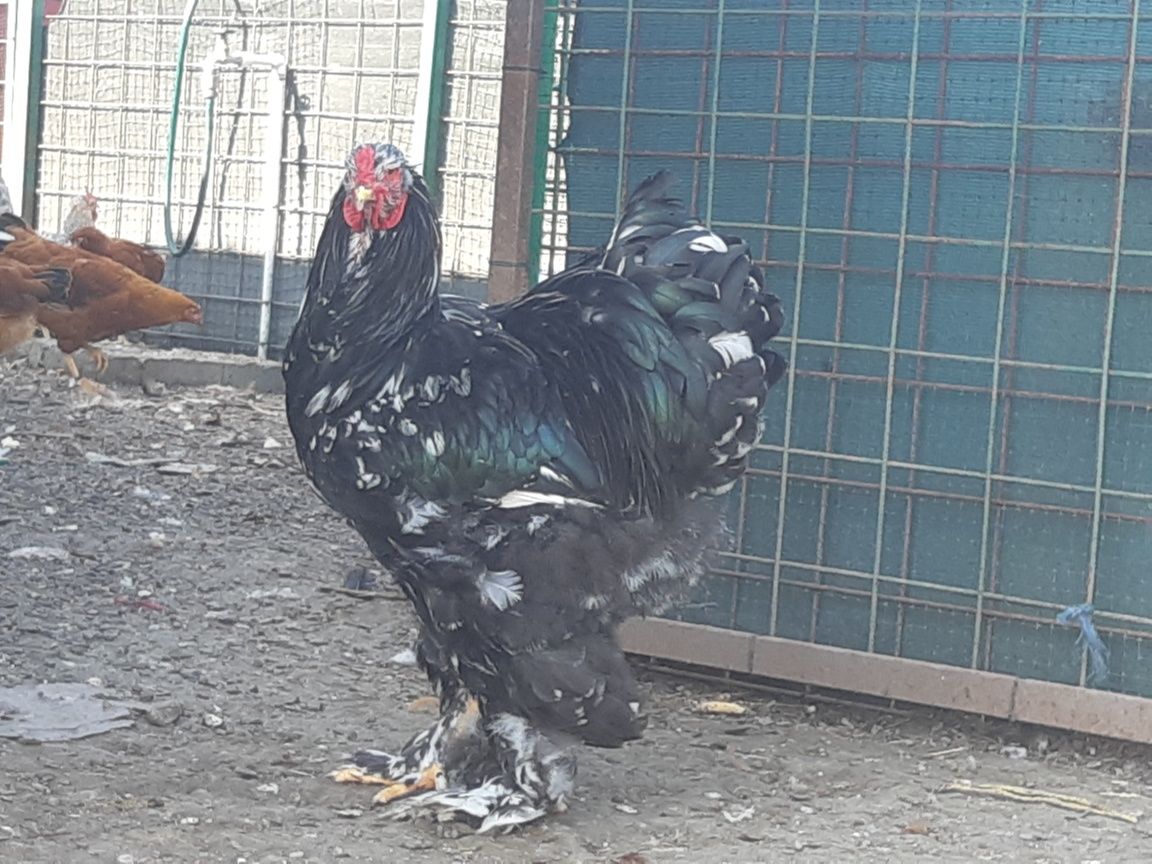 Cocos  tanar 4luni