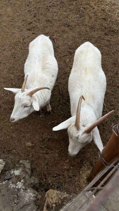 Ешкы, ешкі, козы