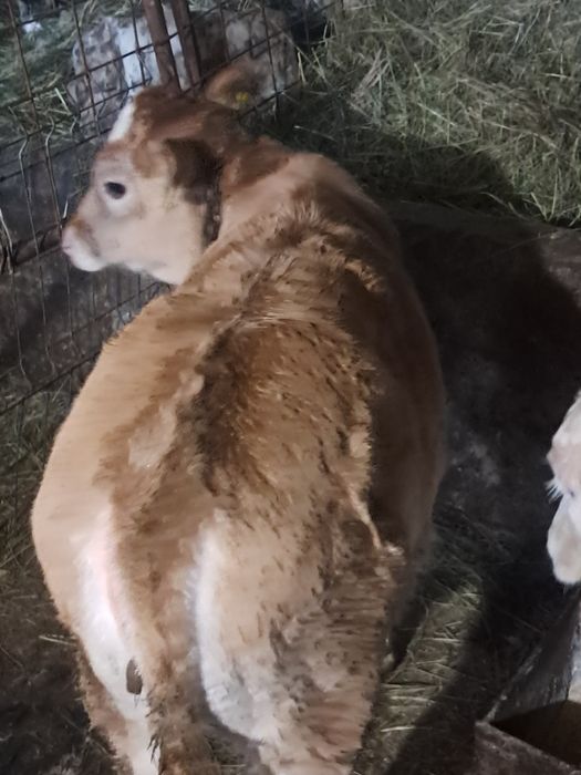 Vitea de 10 saptămâni întărcată