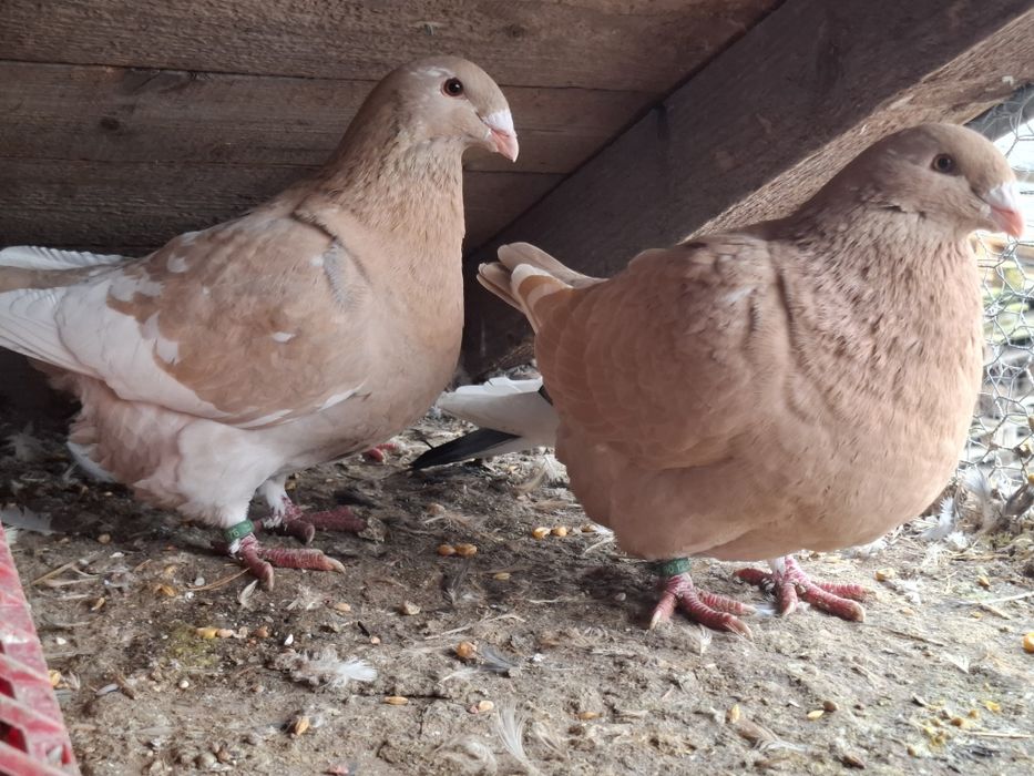 De vînzare porumbei Americani, Standard,